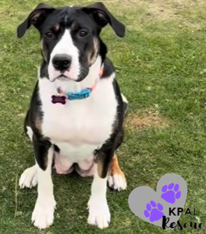 Little Girl - Safari Litter Mom, an adoptable Bernese Mountain Dog in Kenai, AK, 99611 | Photo Image 4
