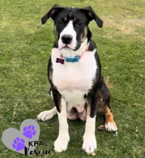 Little Girl - Safari Litter Mom, an adoptable Bernese Mountain Dog in Kenai, AK, 99611 | Photo Image 5