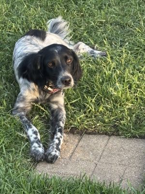 Pending Adoption - Onyx