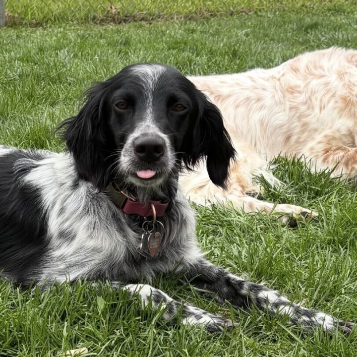 Pending Adoption - Onyx 2