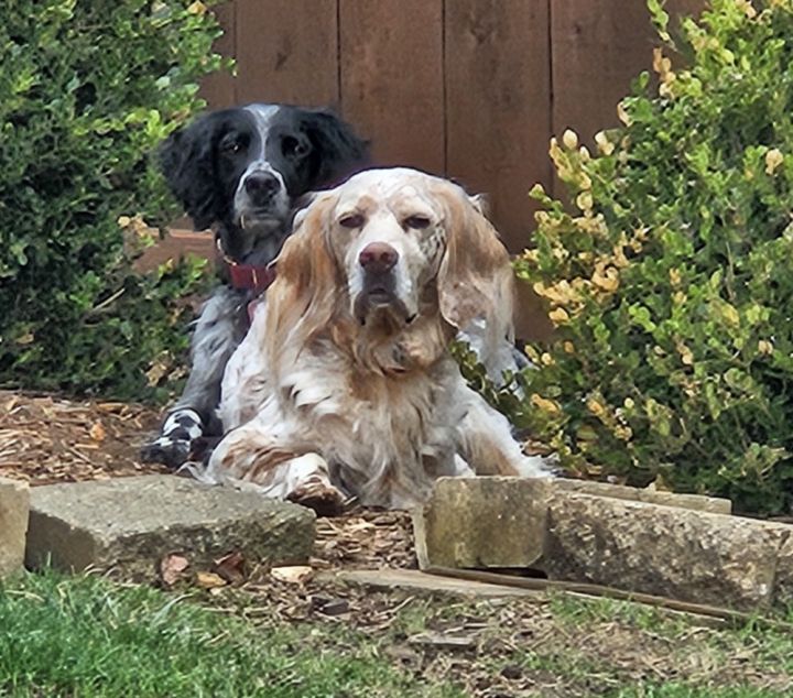 Pending Adoption - Onyx 3