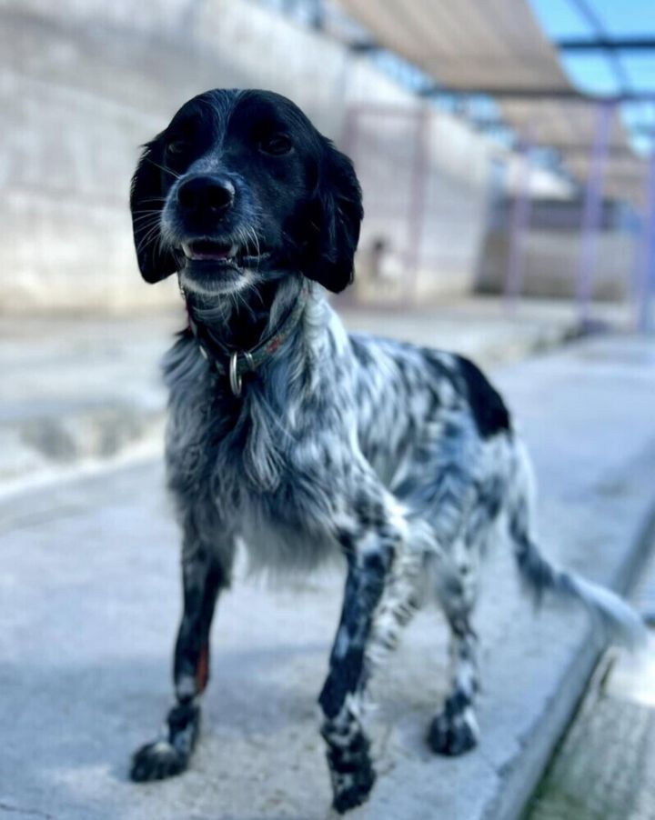 Pending Adoption - Onyx 4
