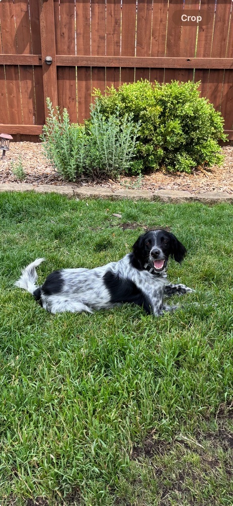 Pending Adoption - Onyx 6