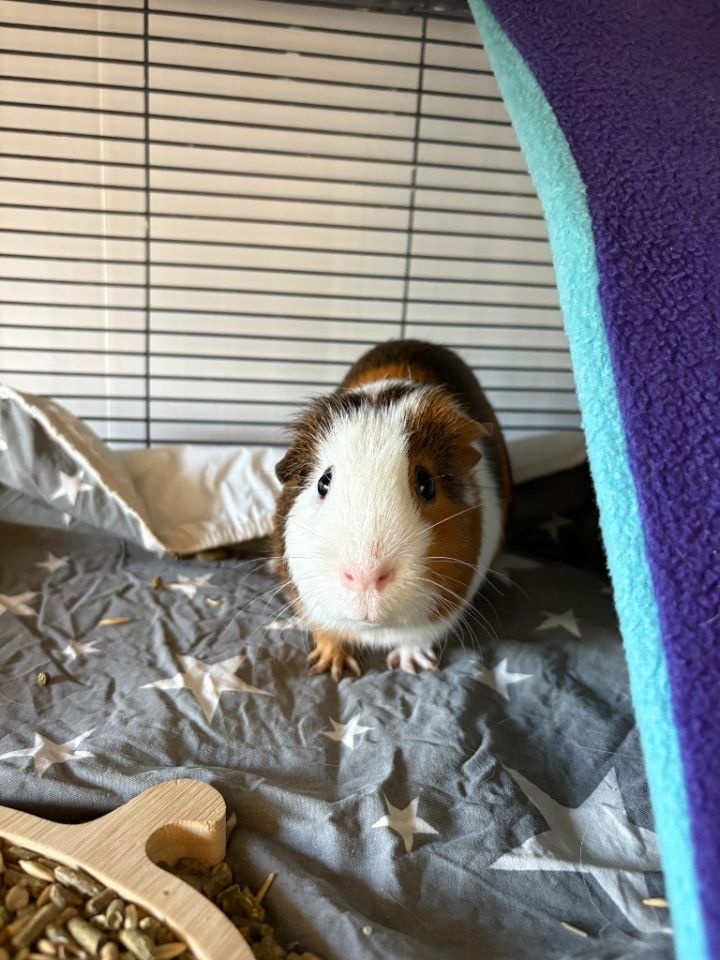 Simon 1