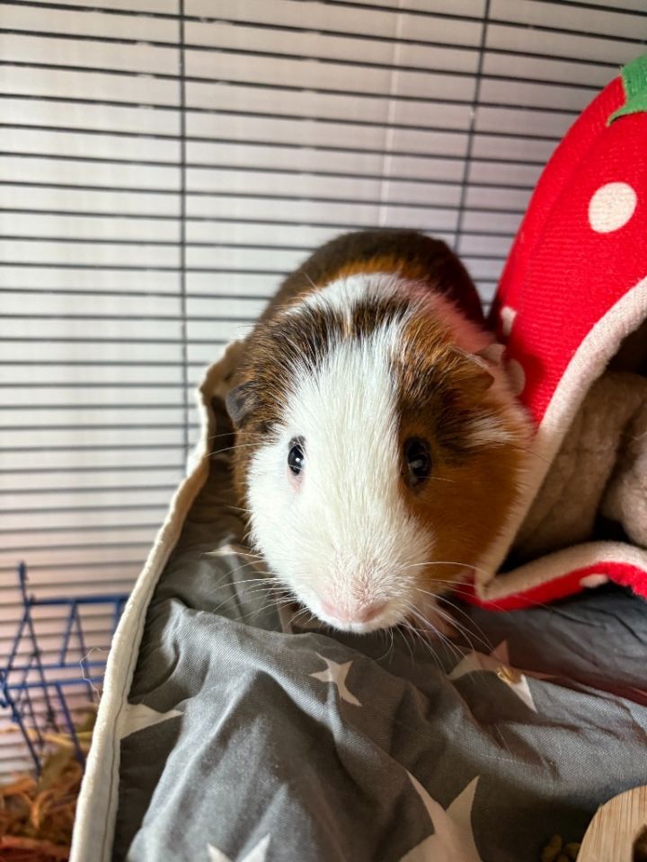 Simon 2
