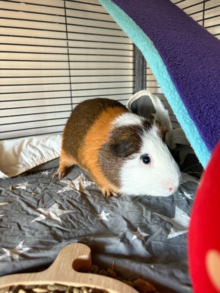 Simon 3