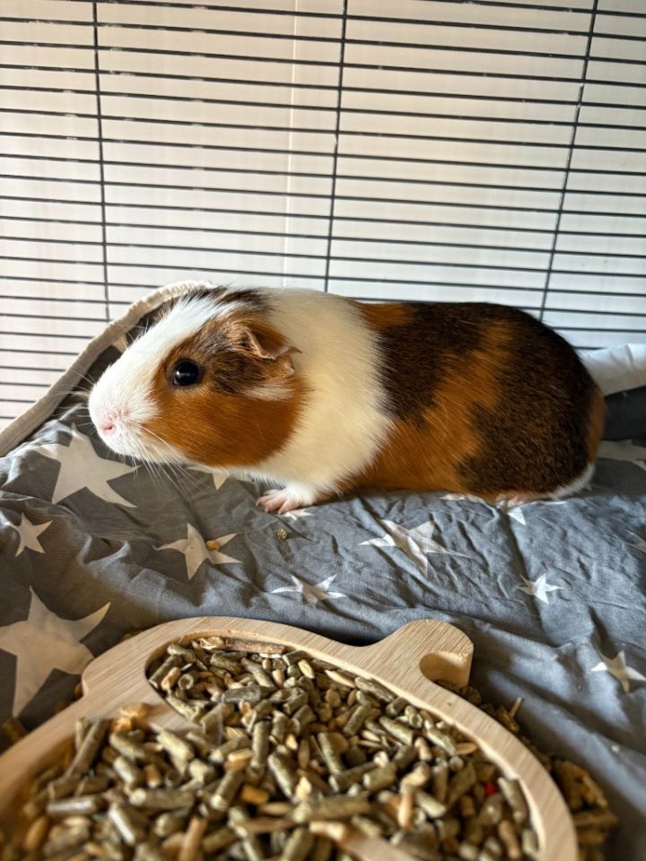 Simon 4
