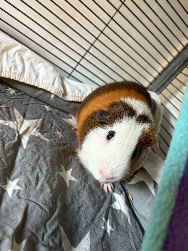 Simon 5