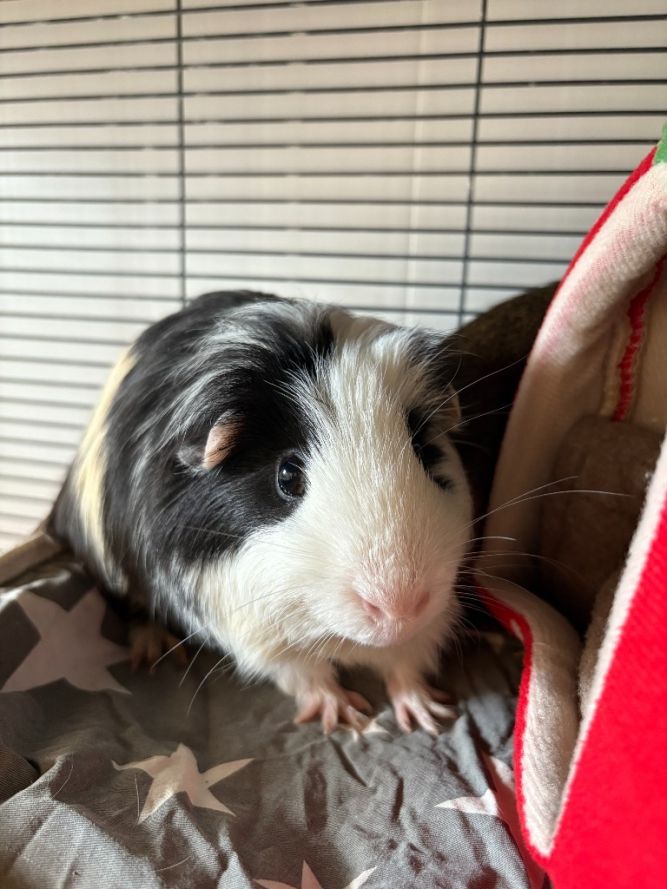 Sid