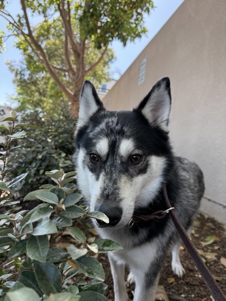 Echo