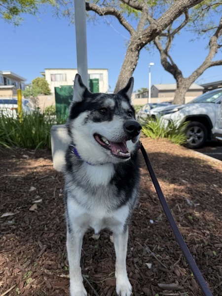 Echo