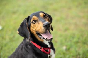 Norm, Adult Male Hound