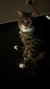 Droopy photo 3