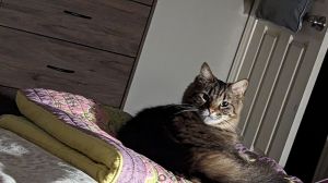 Mercedes, Adult Female unknown