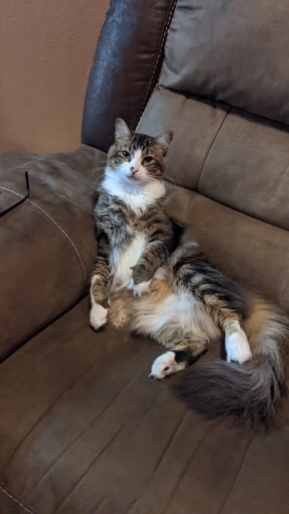 Kovu 1