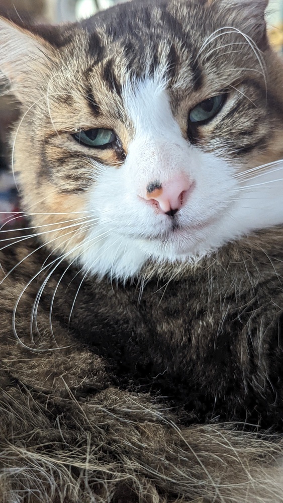 Kovu 2