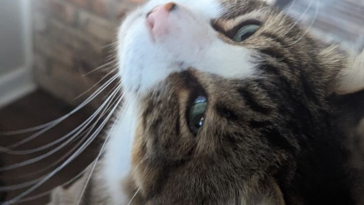 Kovu 3