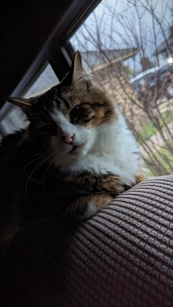 Kovu 4
