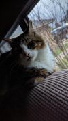 Kovu photo 4