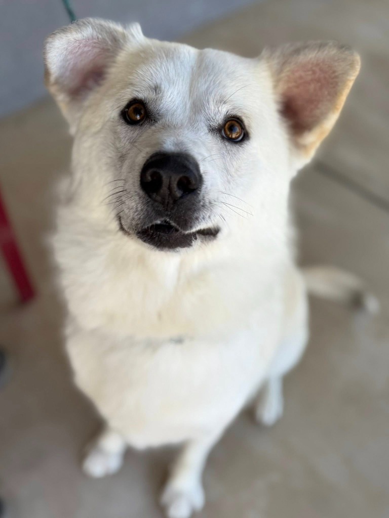 Kai