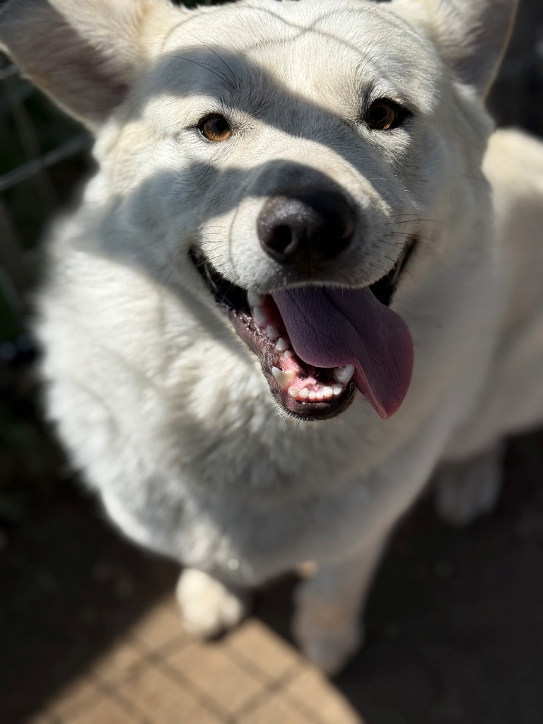 Kai