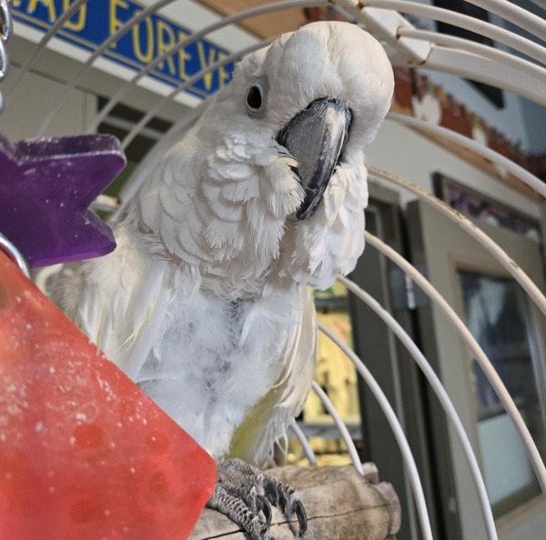 Obie 2