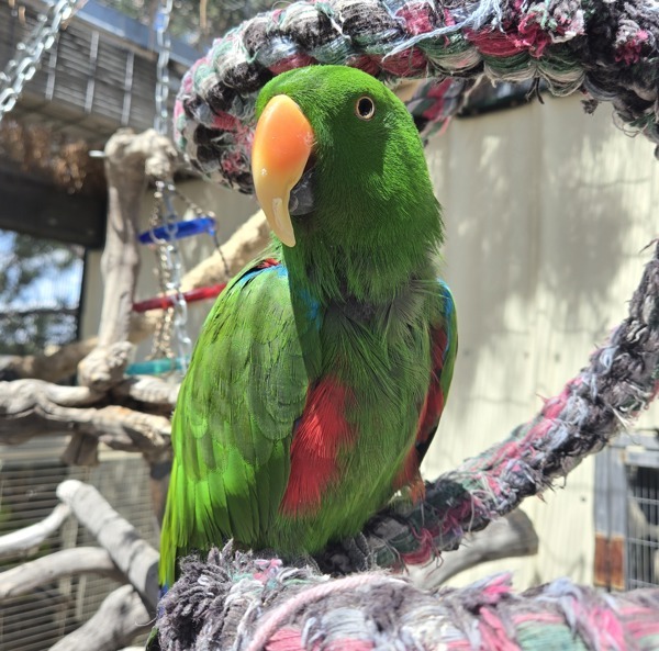 Elliott