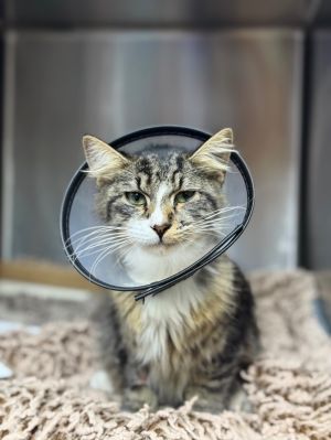 Valentino Domestic Medium Hair Cat