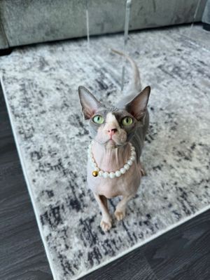 Mary Jane Sphynx / Hairless Cat Cat