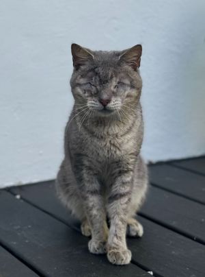Bunny Domestic Short Hair Cat