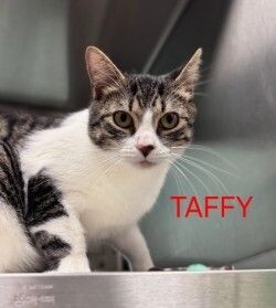 Taffy 1