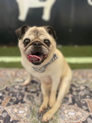 Waldon is the kind of dog who makes you stop and say Wow what a guy At 13 years old