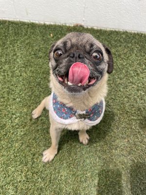 Melon may be small but shes got a presence you wont forget At just under 10 pounds and about 10