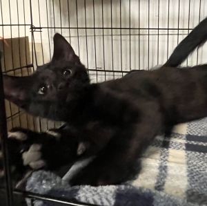 Ragnar (yellow), Baby Male Domestic Short Hair