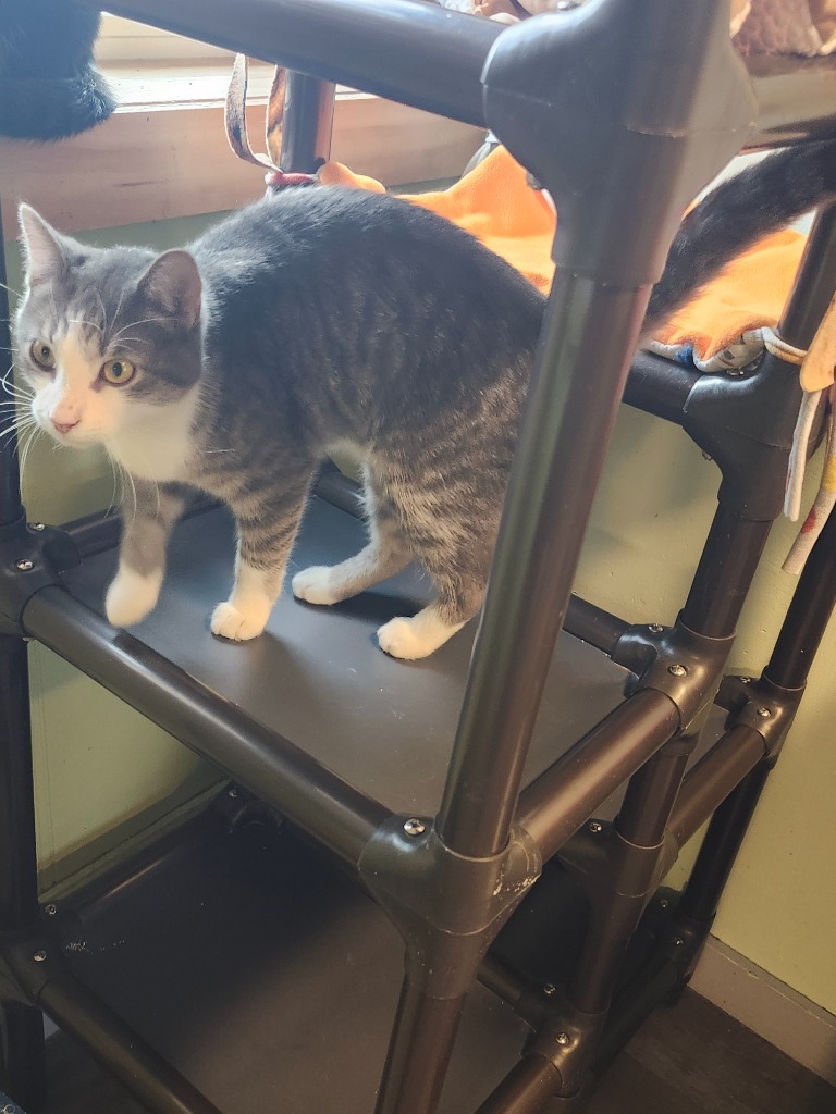 Guy, an adoptable Domestic Short Hair in Rice Lake, WI, 54868 | Photo Image 1