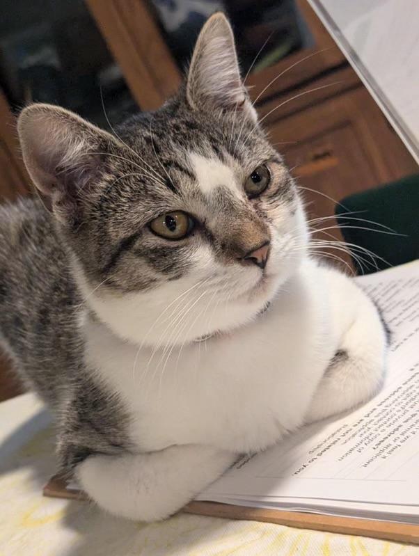 Evangeline, an adoptable Domestic Short Hair in Rice Lake, WI, 54868 | Photo Image 1