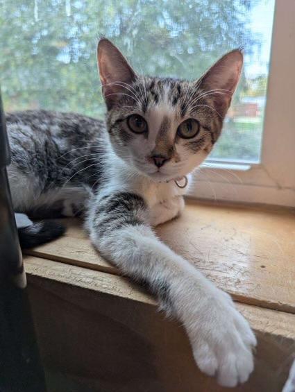 Maybelle, an adoptable Domestic Short Hair in Rice Lake, WI, 54868 | Photo Image 1