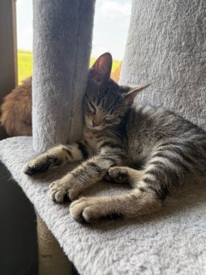 Nora, Baby Female Domestic Short Hair