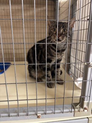 Bolivia, Young Female Domestic Medium Hair