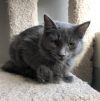 Mouse photo 5