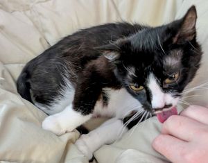 Gala is bringing the party and shes ready for her new home This little girl has a stunning tuxedo