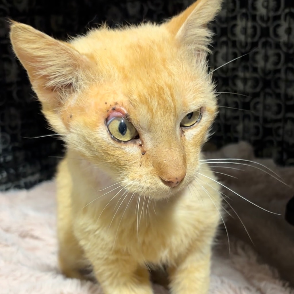 Prince Charming, an adoptable Domestic Short Hair in Corpus Christi, TX, 78415 | Photo Image 1