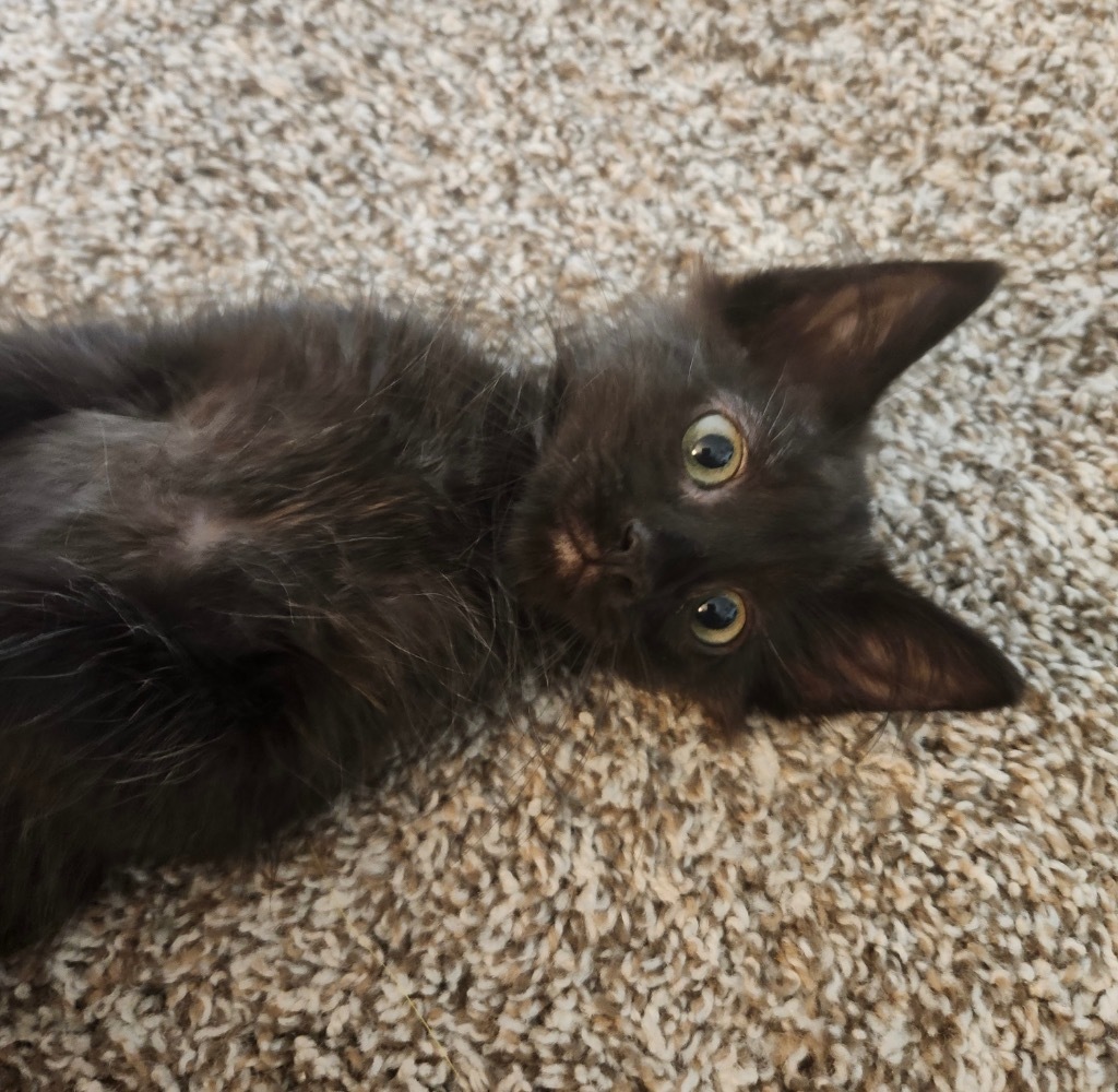 Dewey