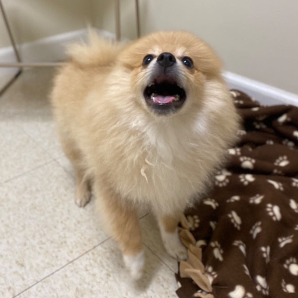 Giorgio