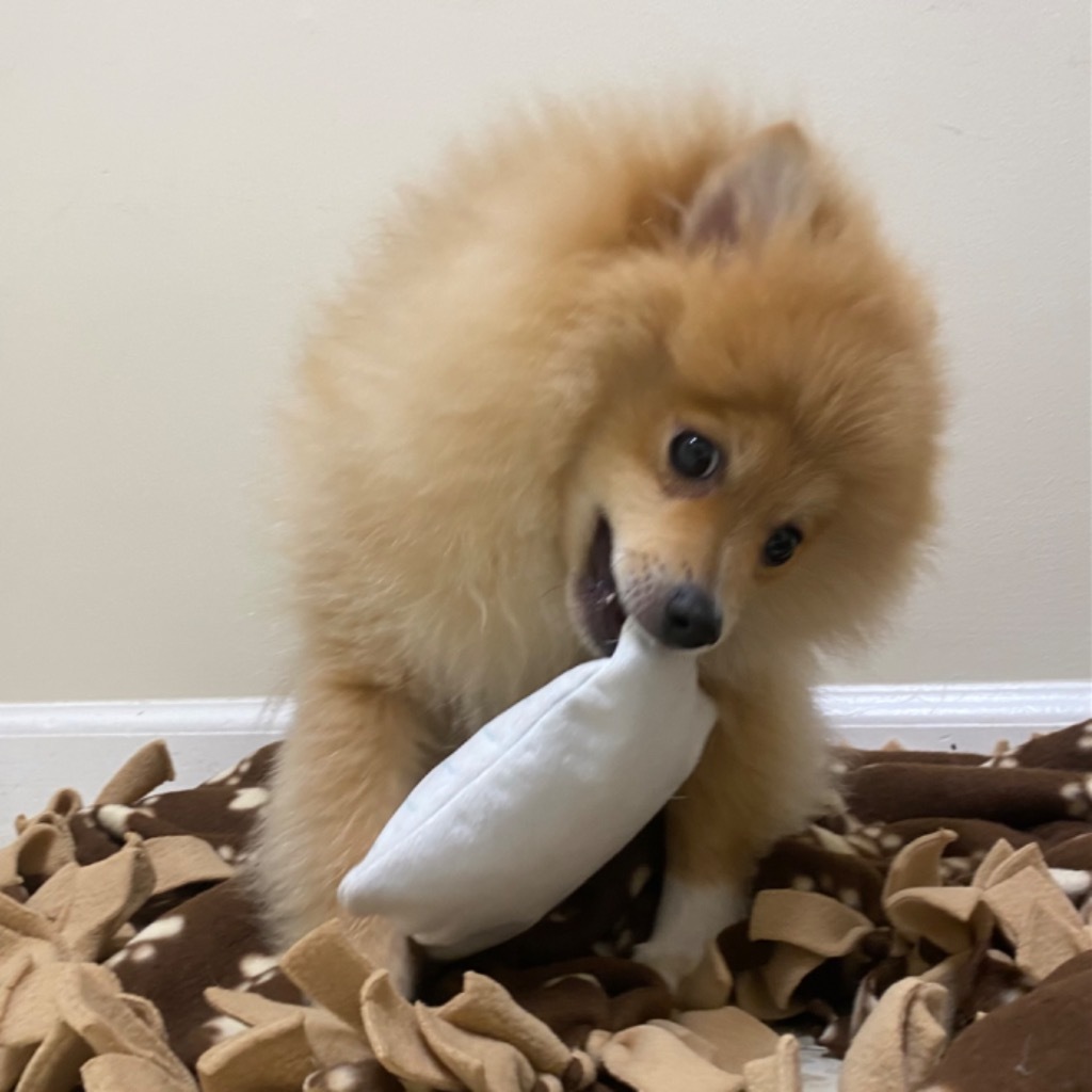 Giorgio
