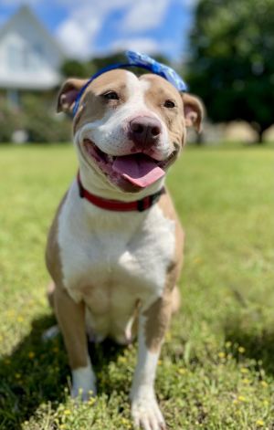 Stella, Young Female Pit Bull Terrier