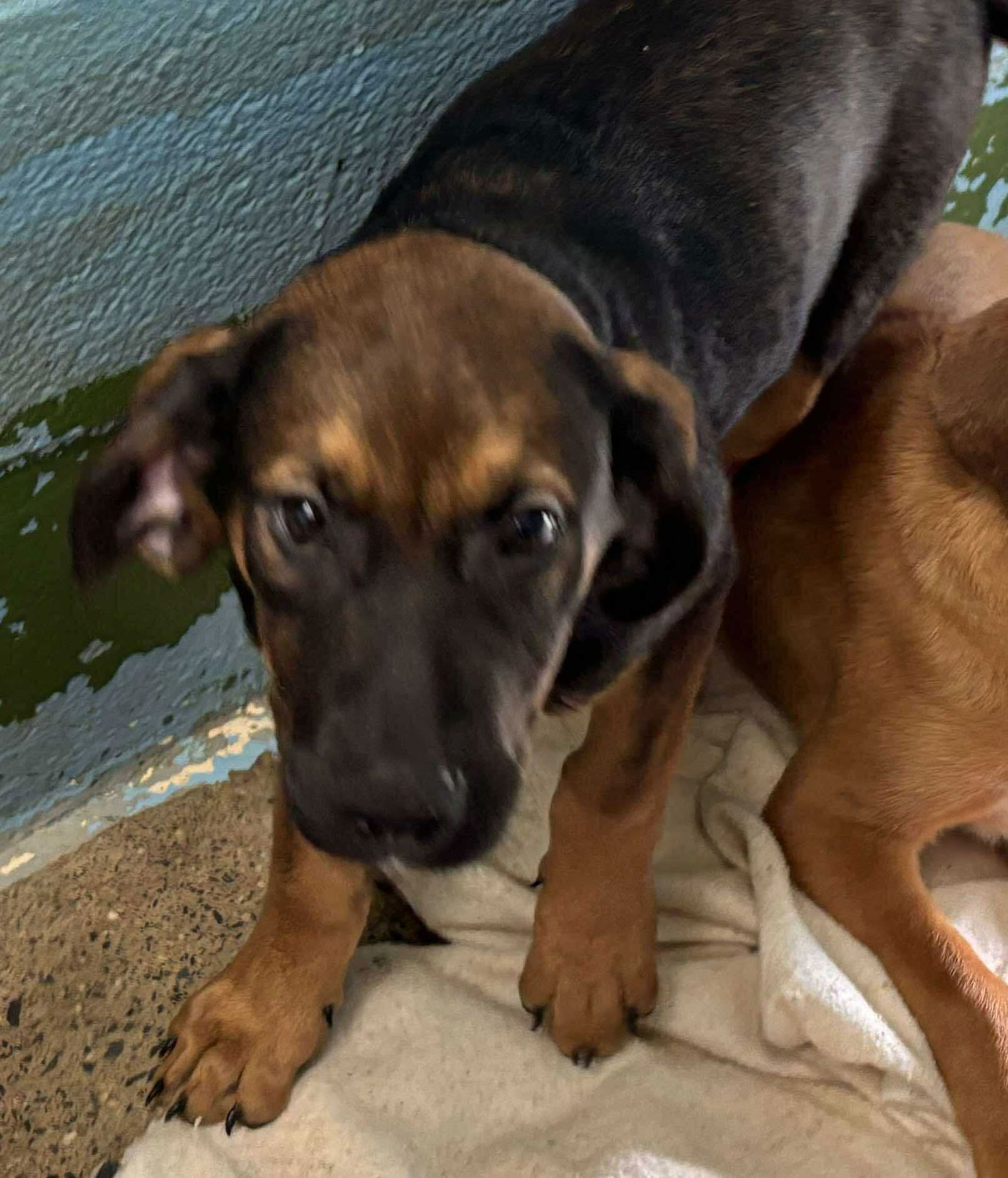 Bandit - At shelter