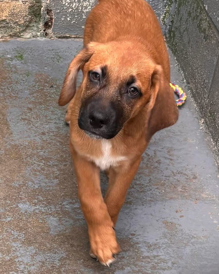 Butters - At shelter