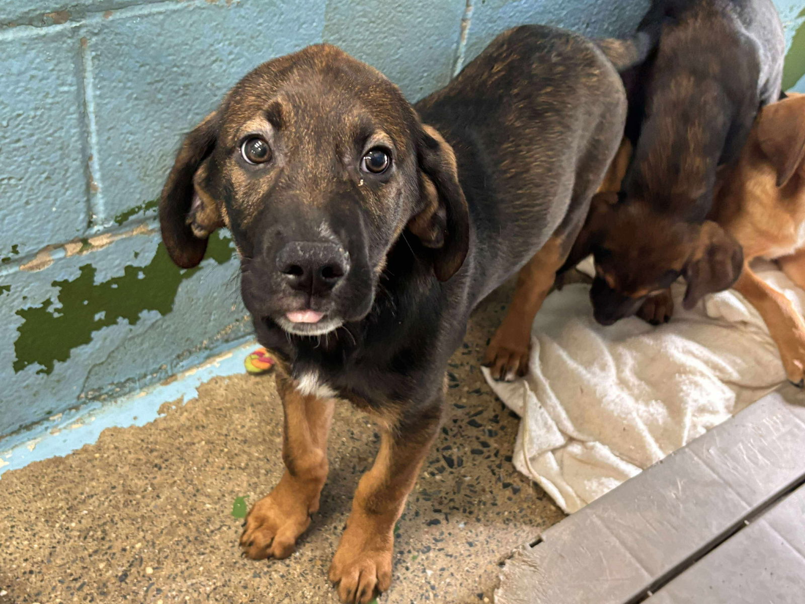 Cutie - At shelter