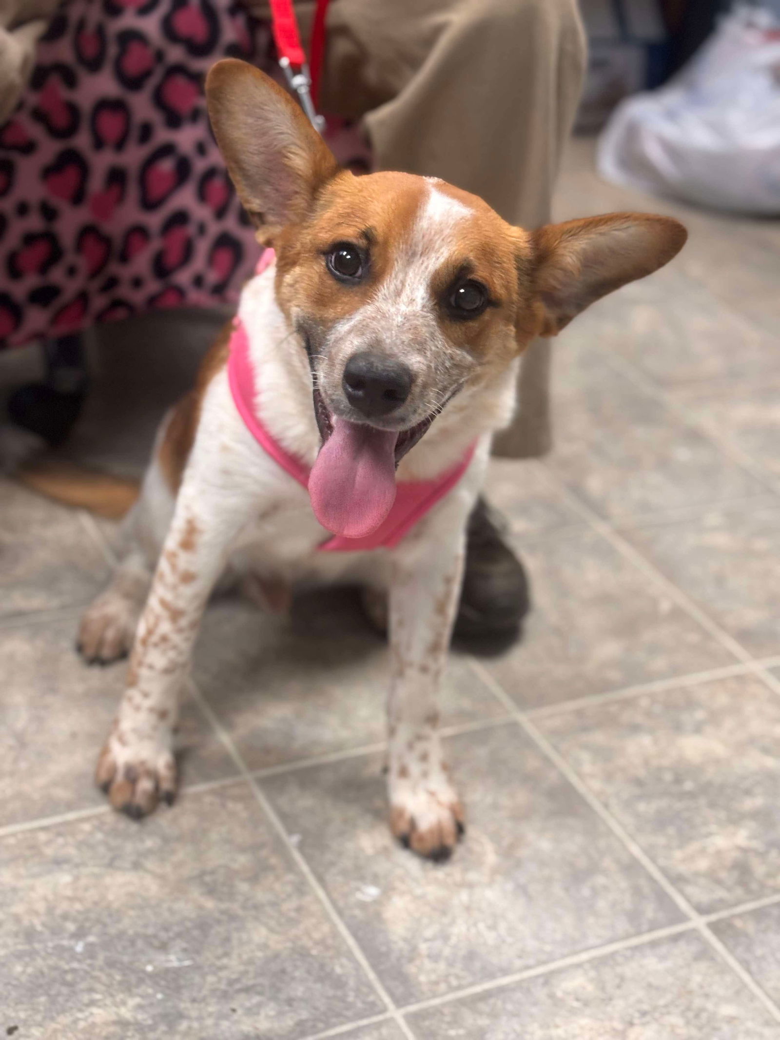 Thistle - At shelter available 5/28